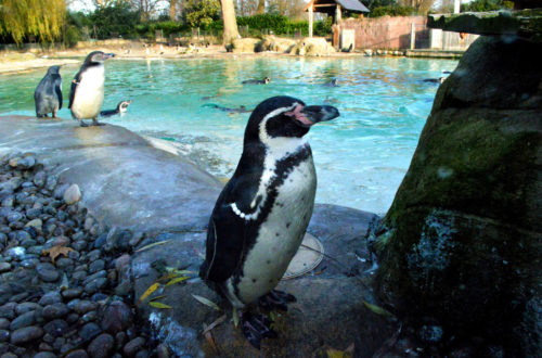 全世界第一個動物園，倫敦動物園超完整遊記！